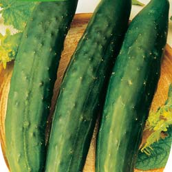 Pepino largo verde 'Maracher'